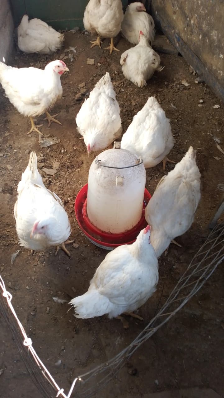 Broilers