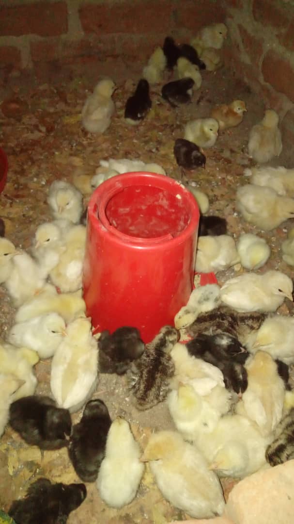 Day Old Chicks