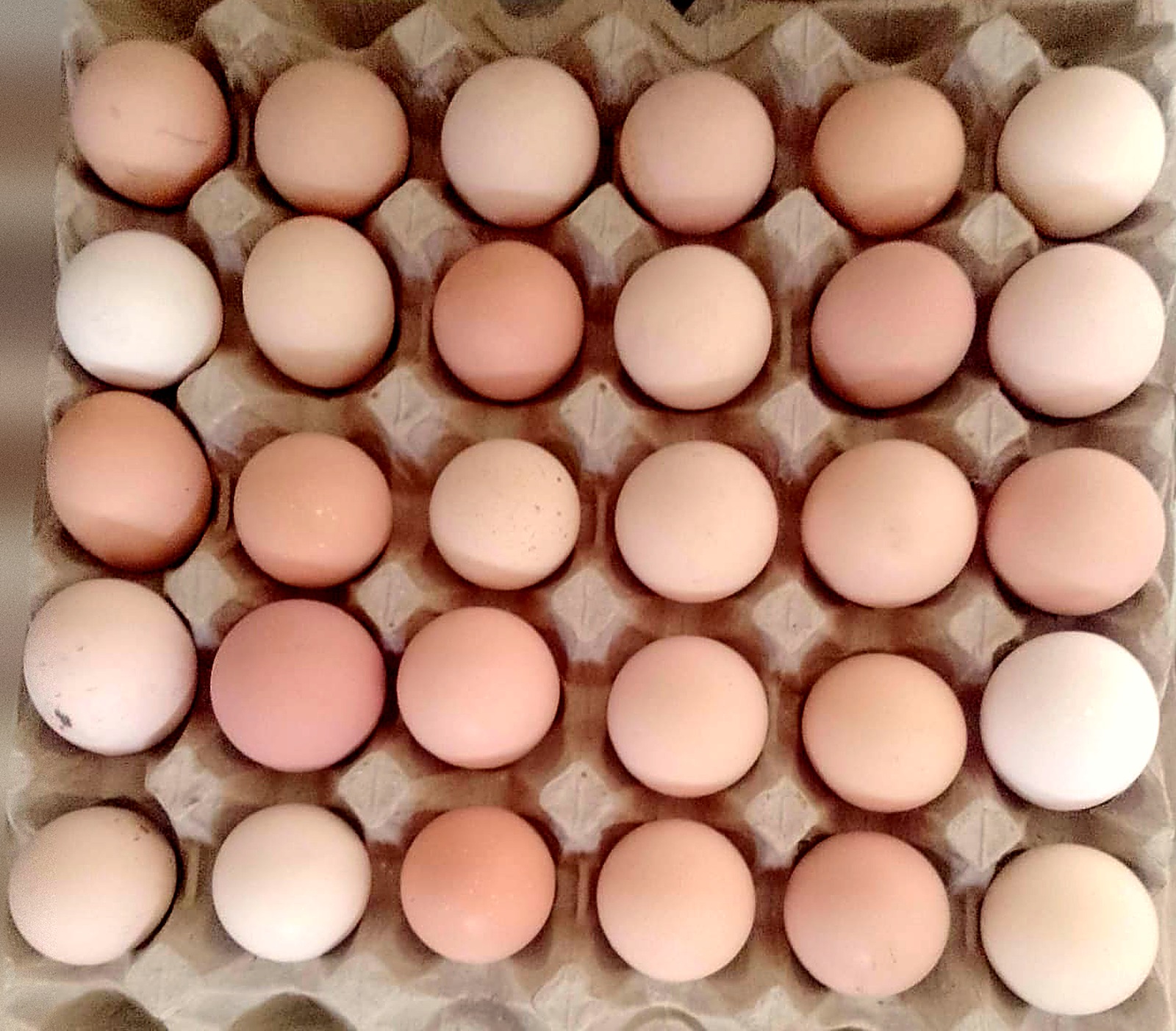 Fertile Eggs