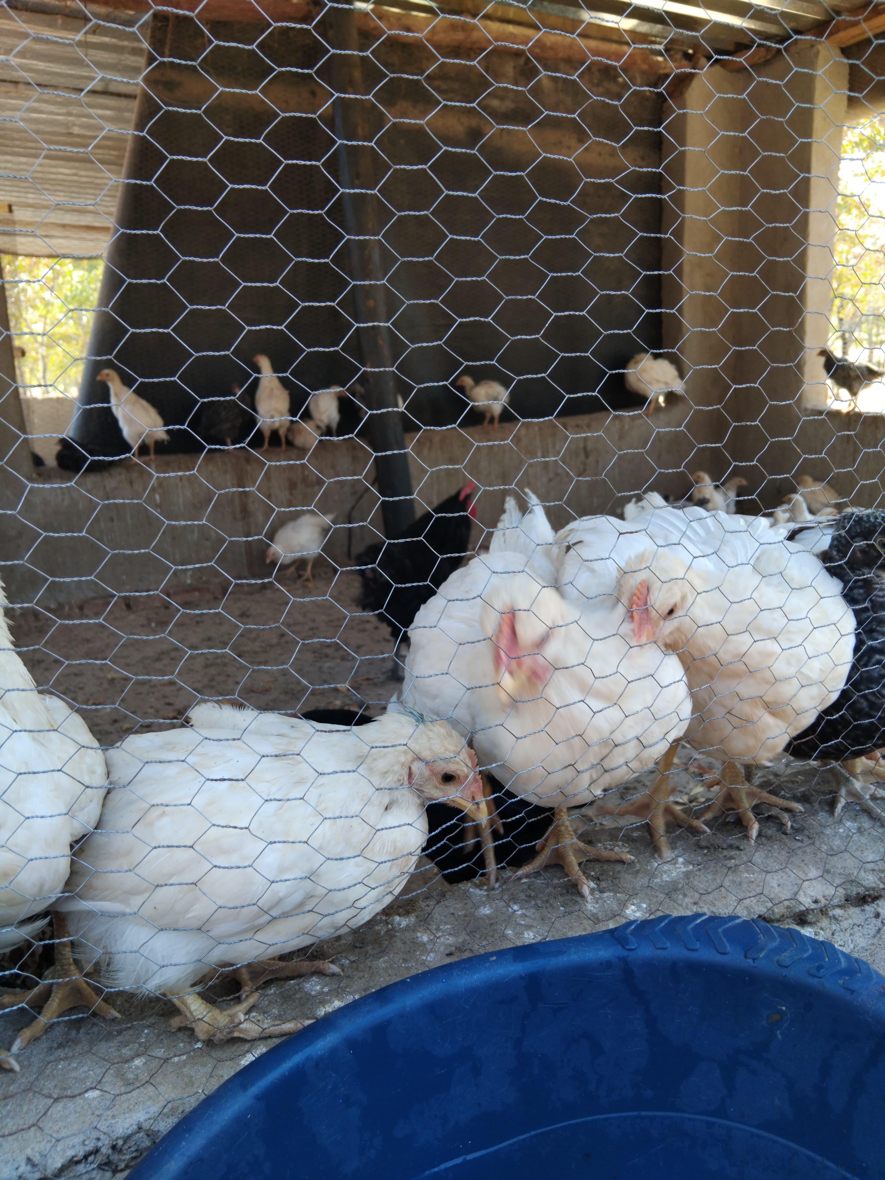 Broilers in the coop