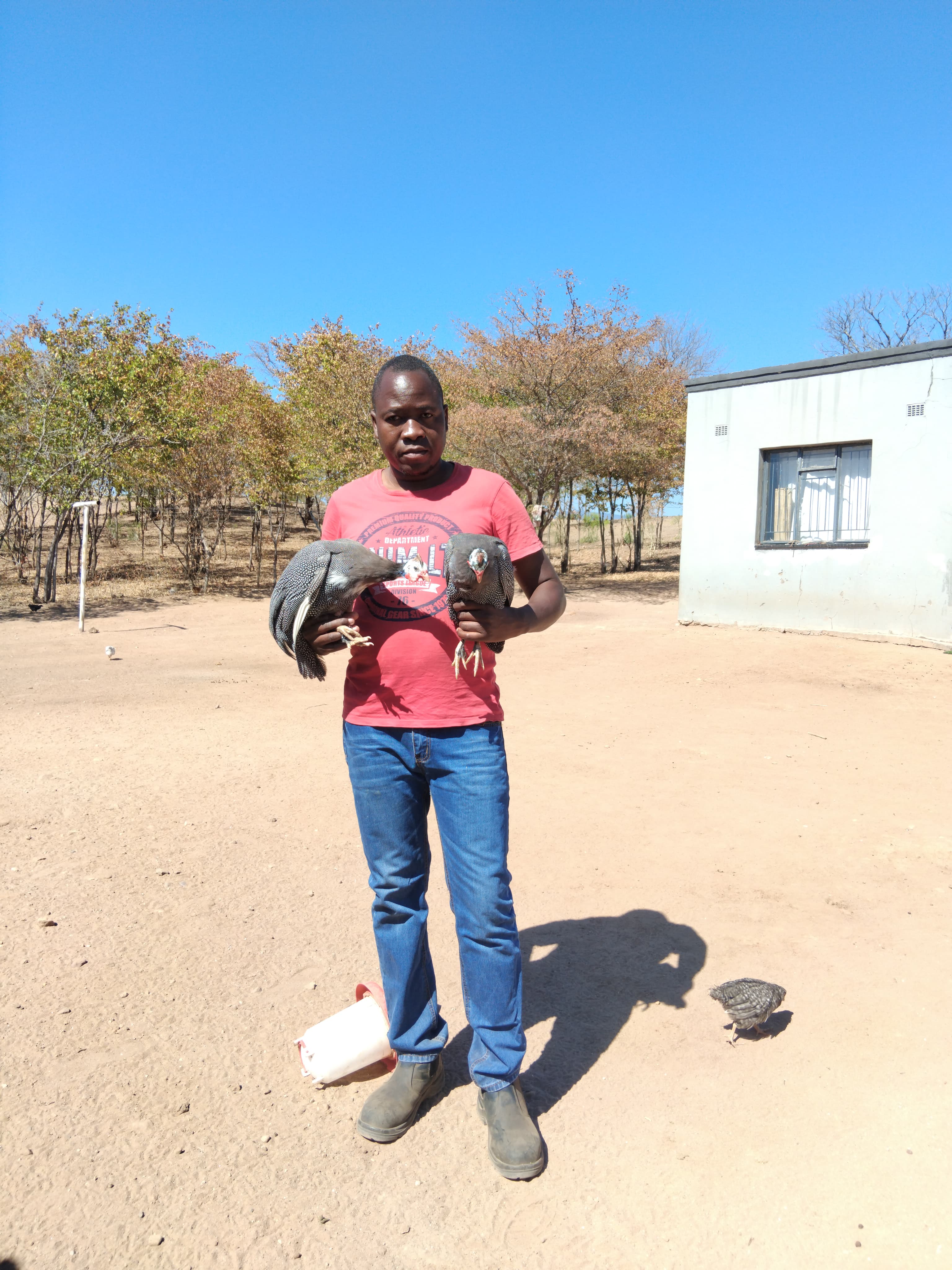 Guinea fowls being handled