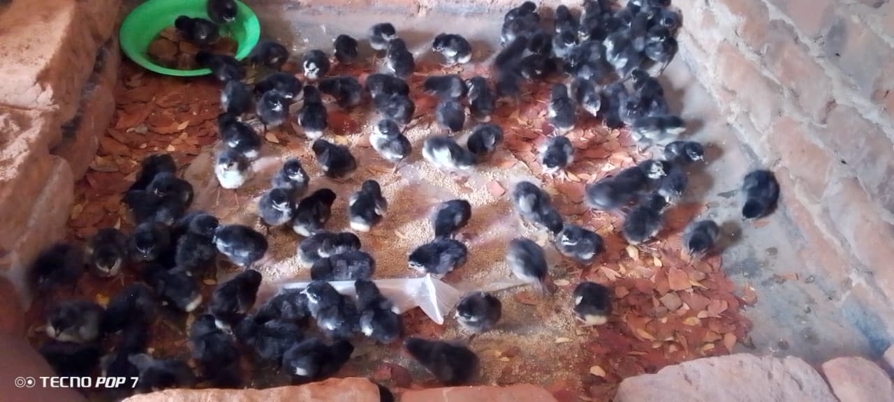 Black chicks in the brooder pen