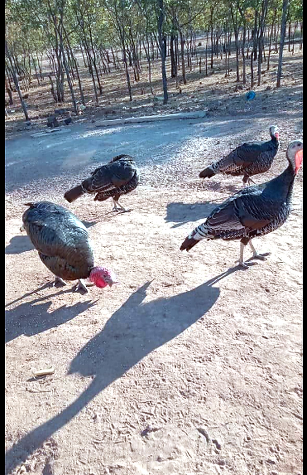 Turkeys